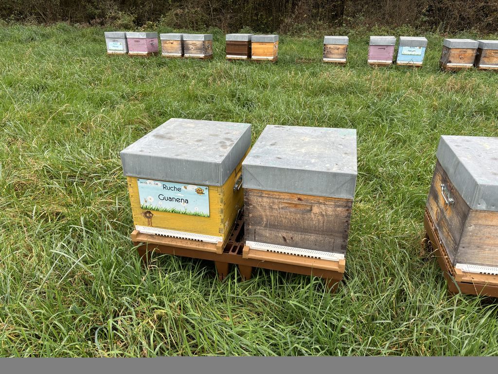 La ruche Guanena