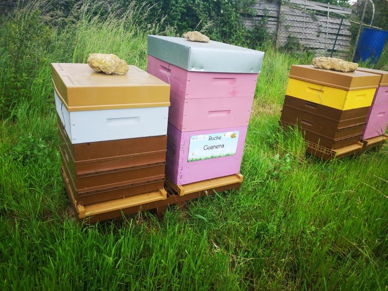 La ruche Guanena