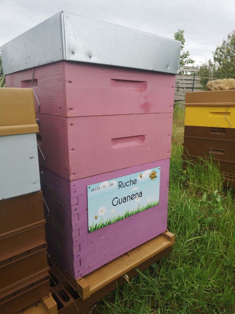 La ruche Guanena