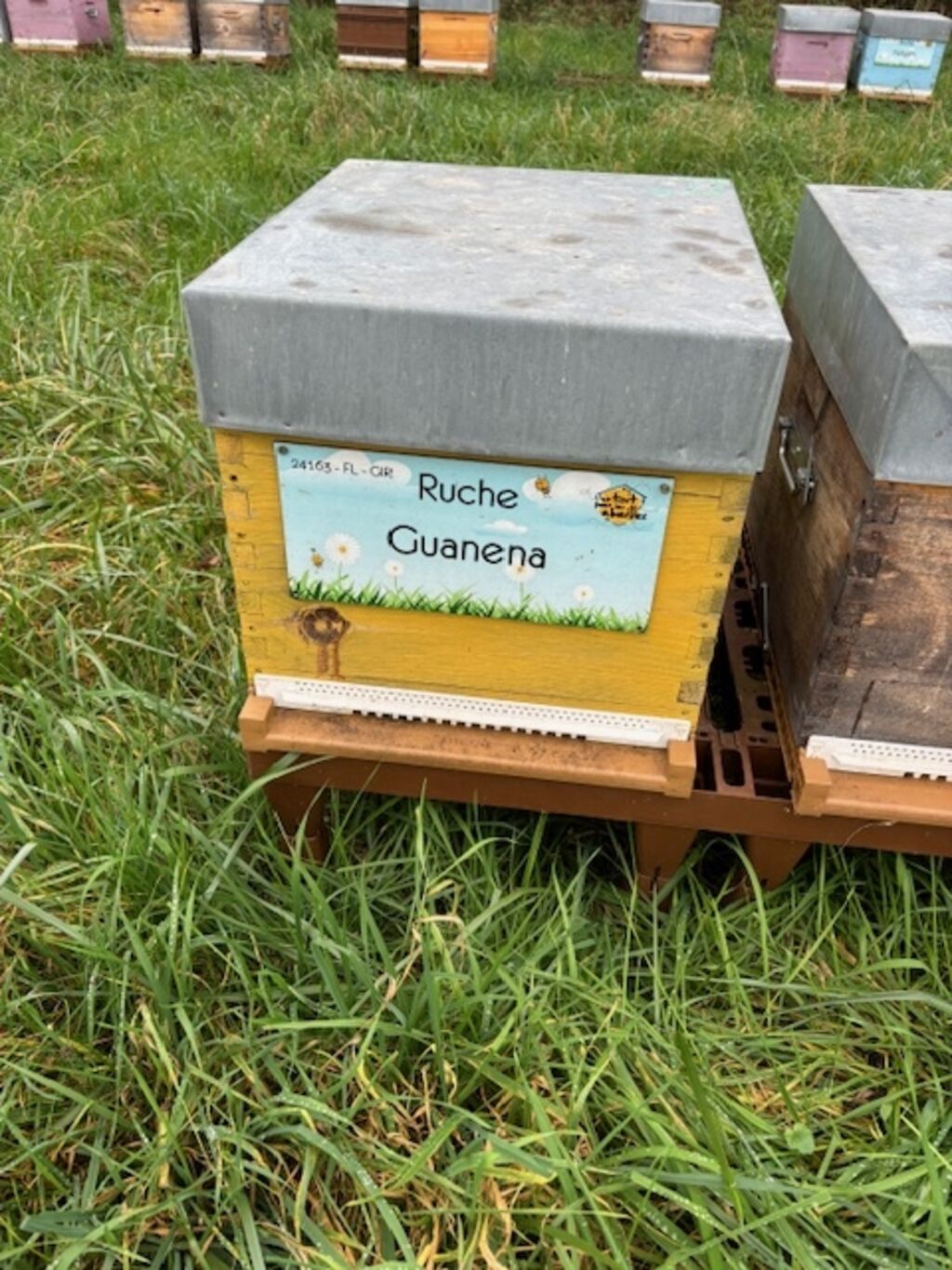 La ruche Guanena