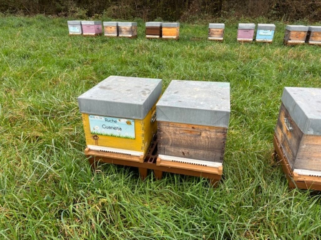 La ruche Guanena