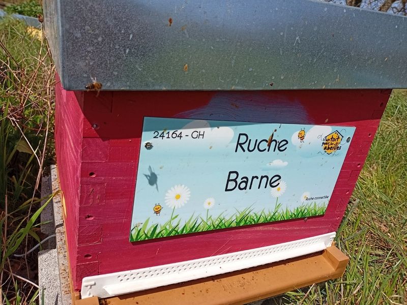 La ruche Barne