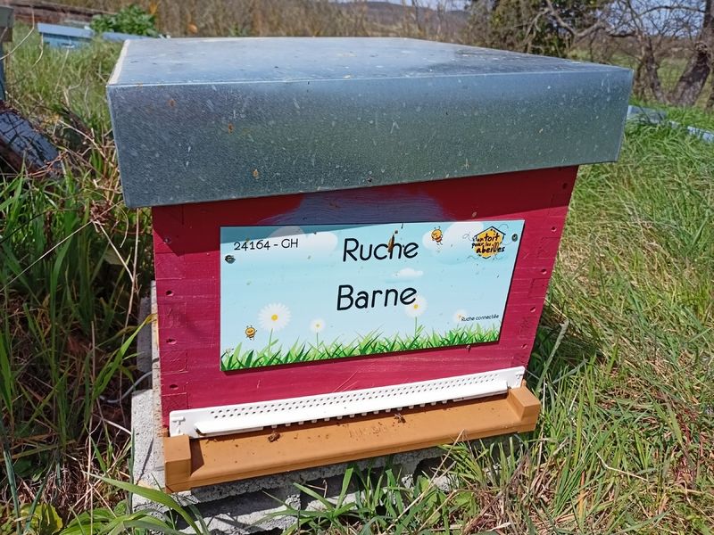 La ruche Barne