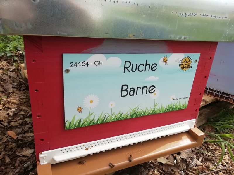La ruche Barne