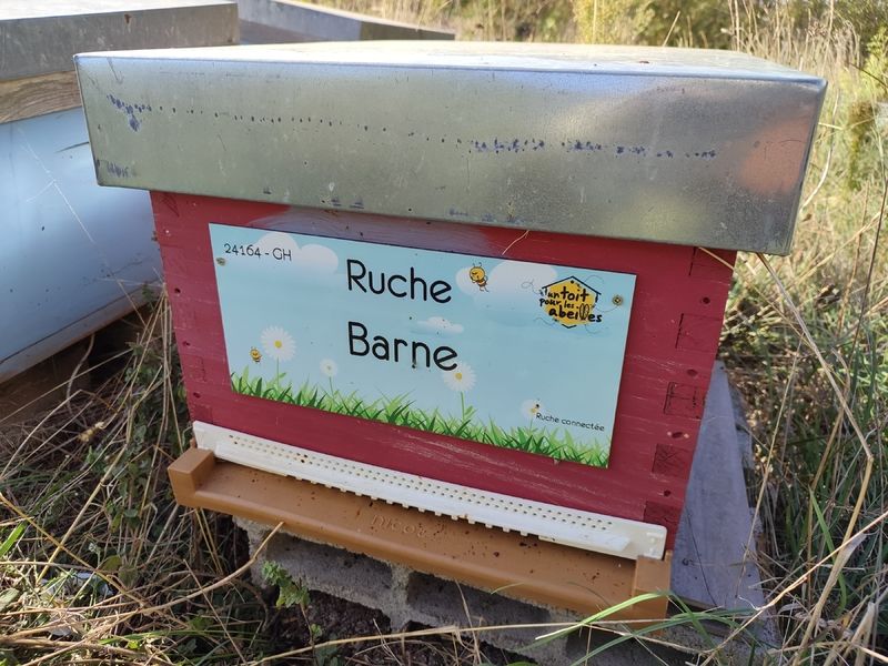 La ruche Barne