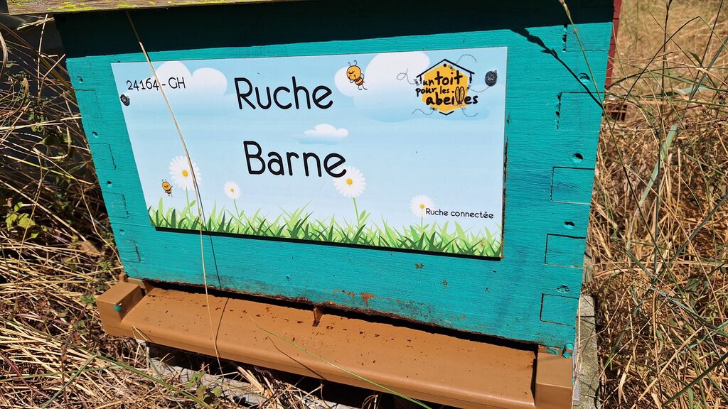 La ruche Barne