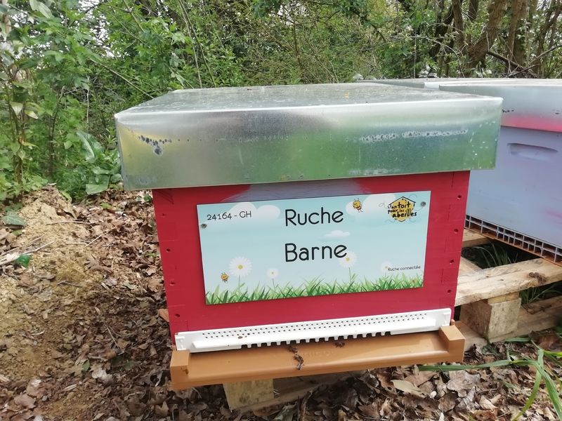 La ruche