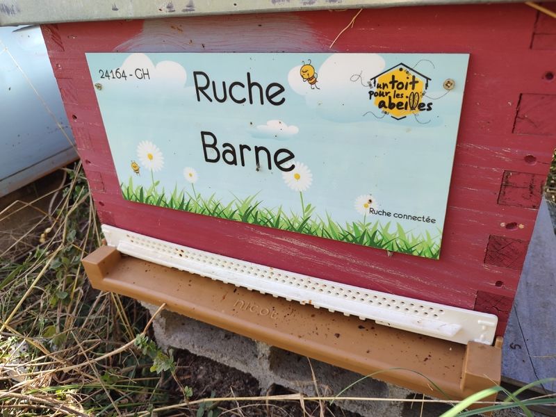 La ruche Barne