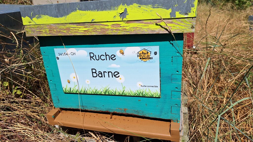 La ruche Barne