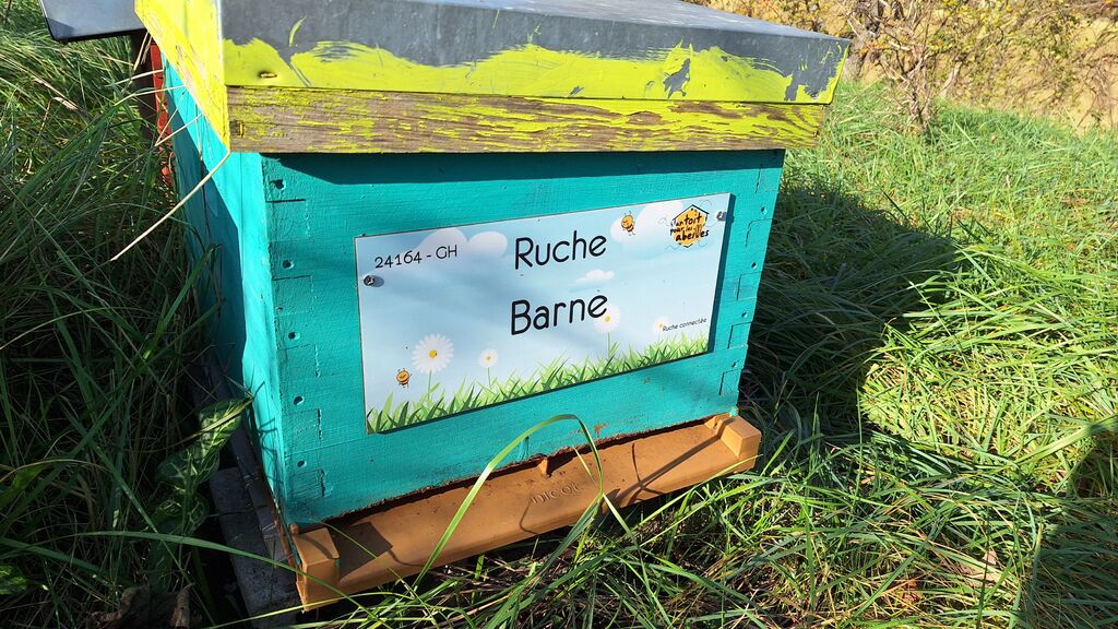La ruche Barne