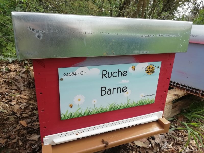 La ruche Barne