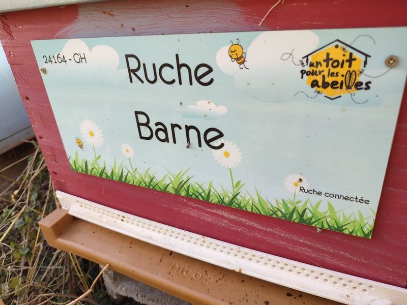 La ruche Barne