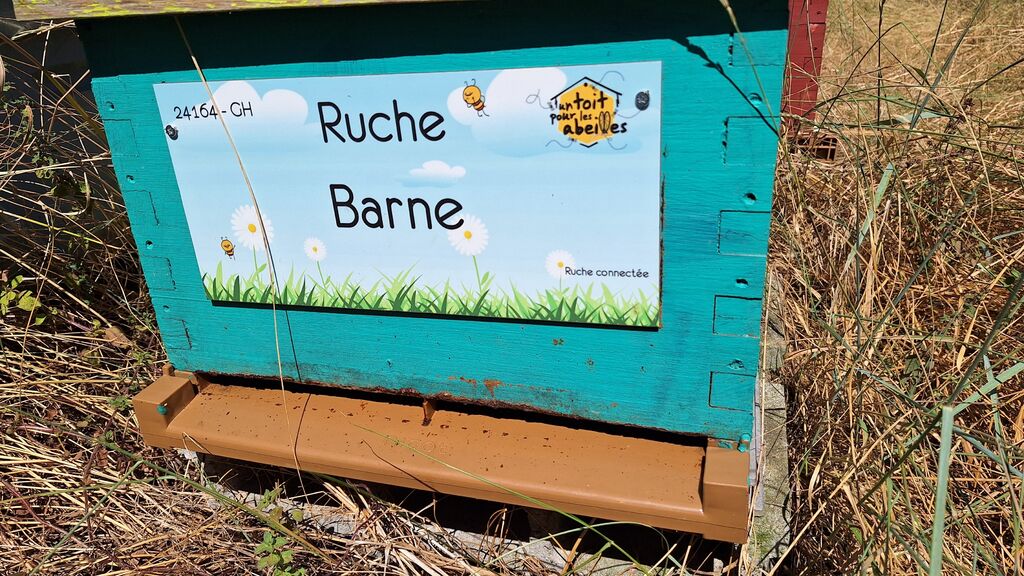 La ruche Barne