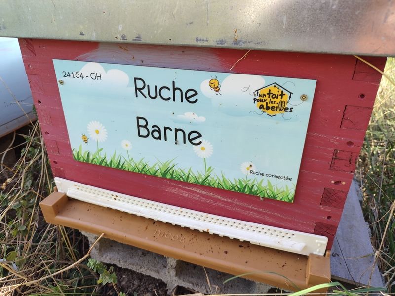 La ruche Barne