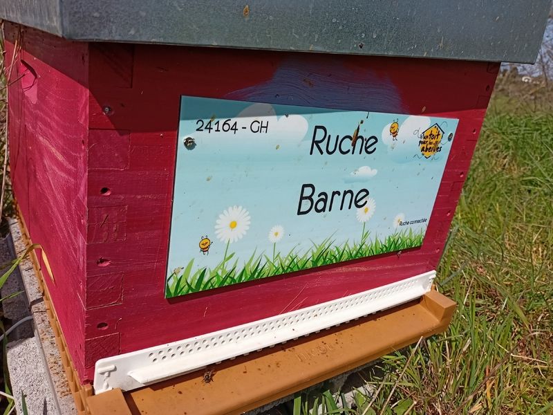 La ruche Barne