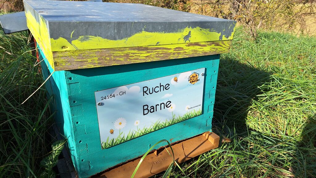 La ruche Barne