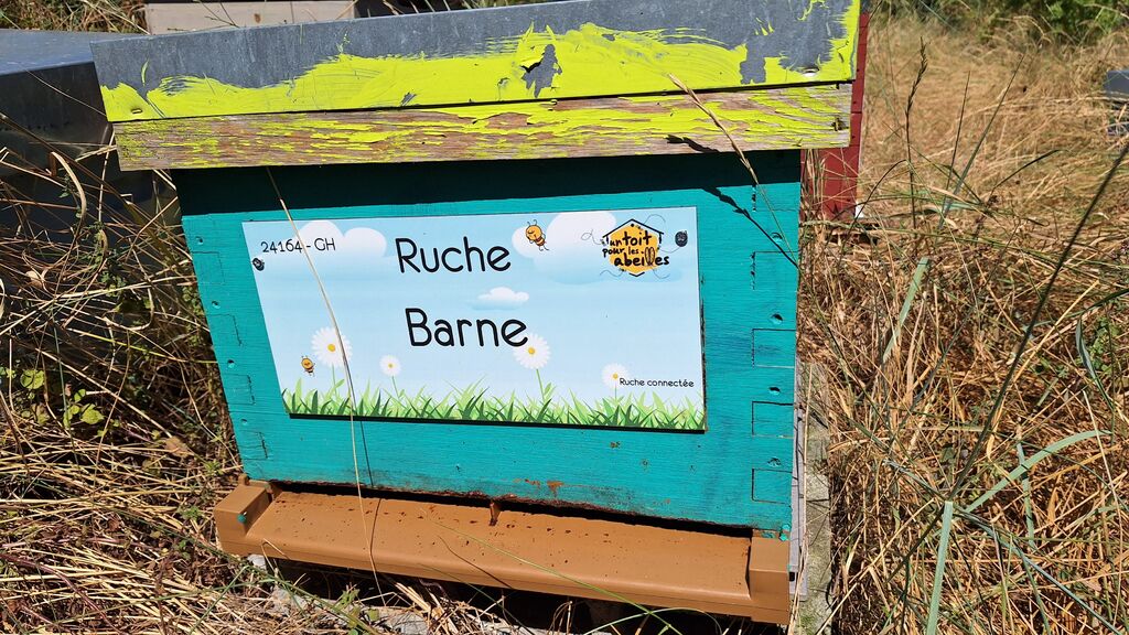La ruche Barne