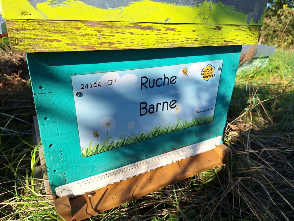 La ruche Barne