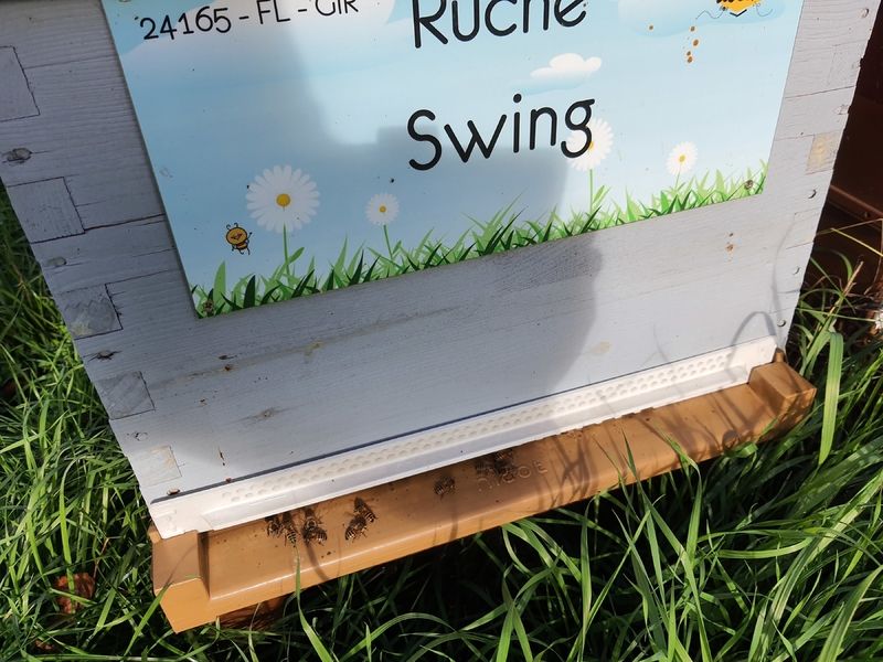 La ruche Swing