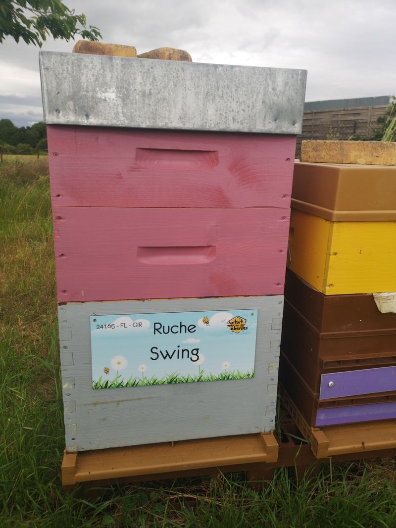 La ruche Swing