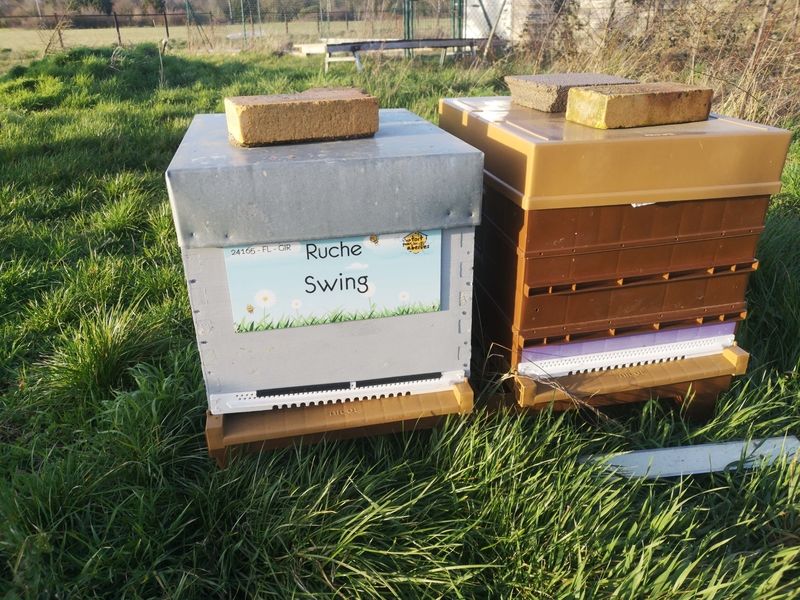 La ruche Swing