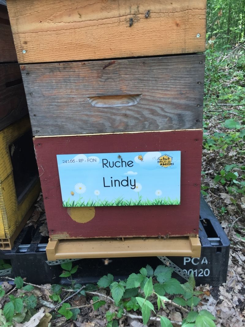 La ruche