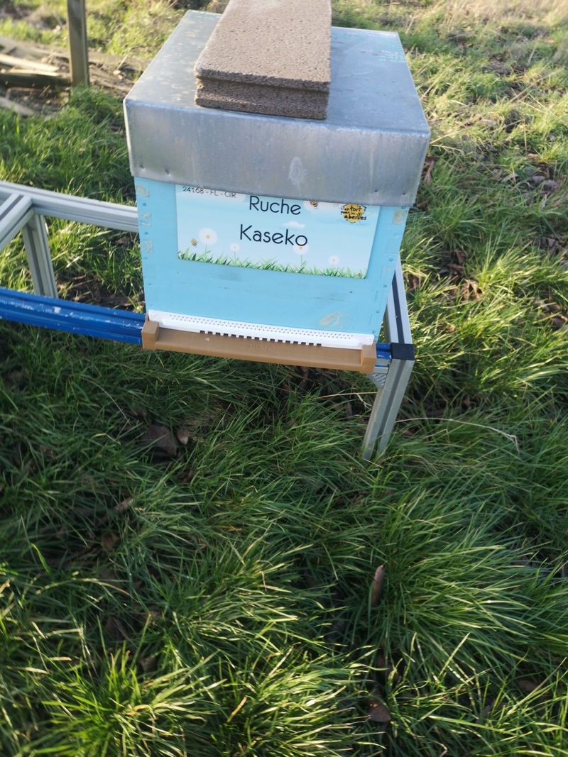 La ruche Kaseko