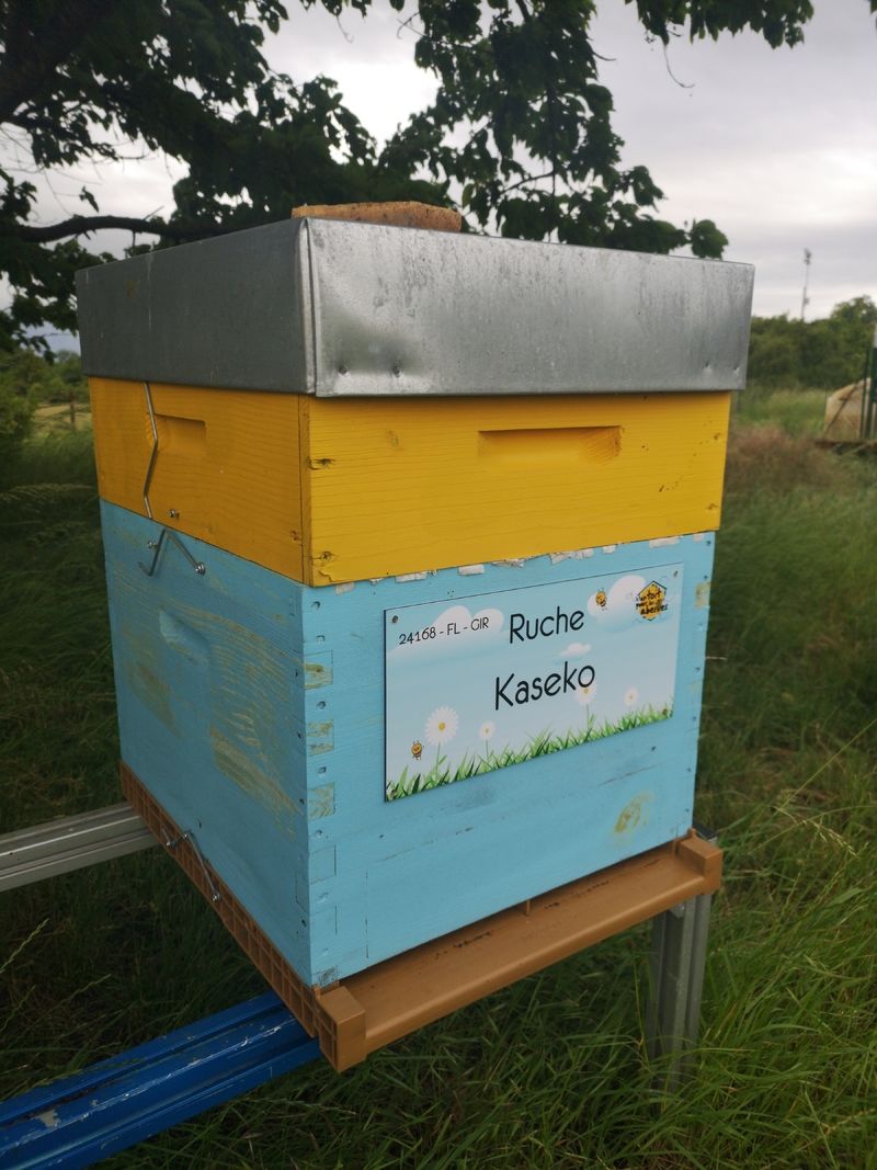 La ruche Kaseko