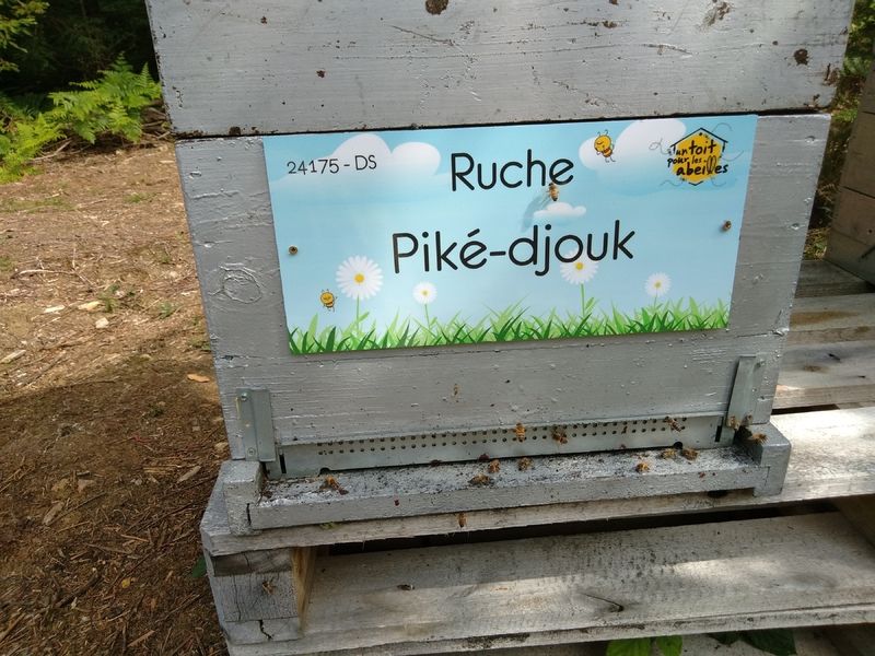 La ruche Piké-djouk