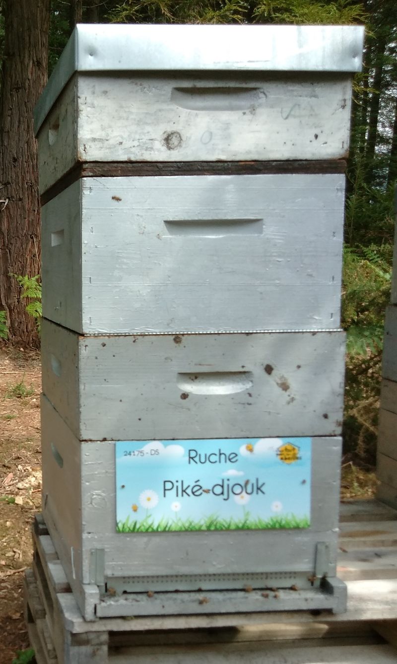 La ruche Piké-djouk