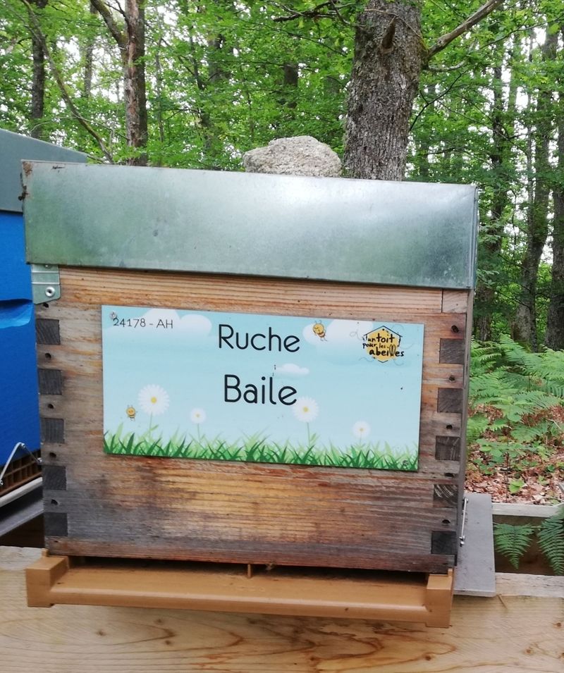 La ruche Baile