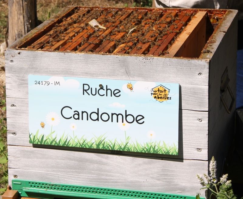 La ruche Candombe