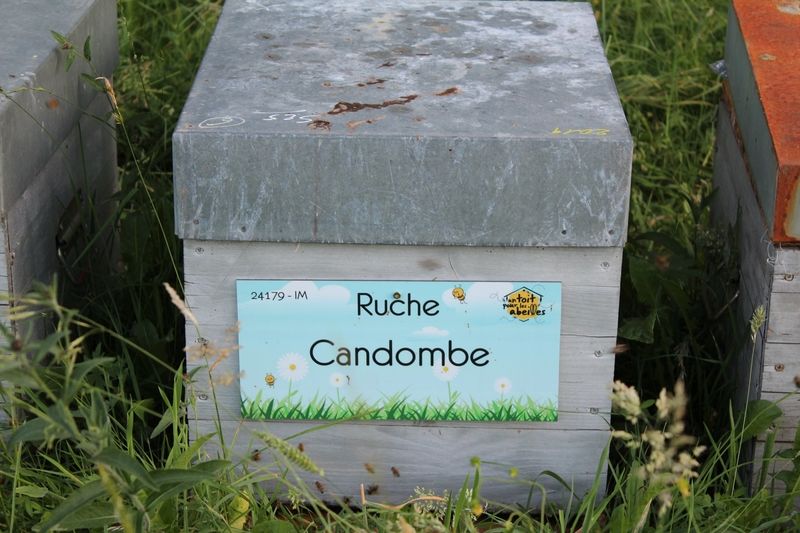 La ruche Candombe