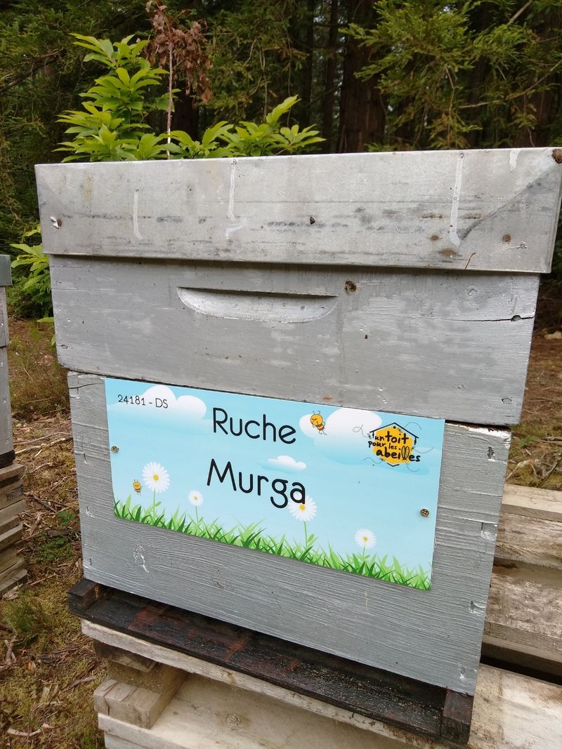 La ruche Murga