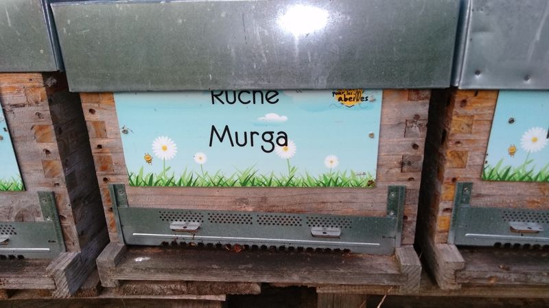 La ruche Murga