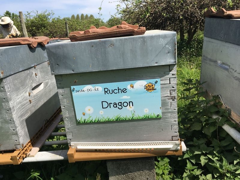 La ruche Dragon