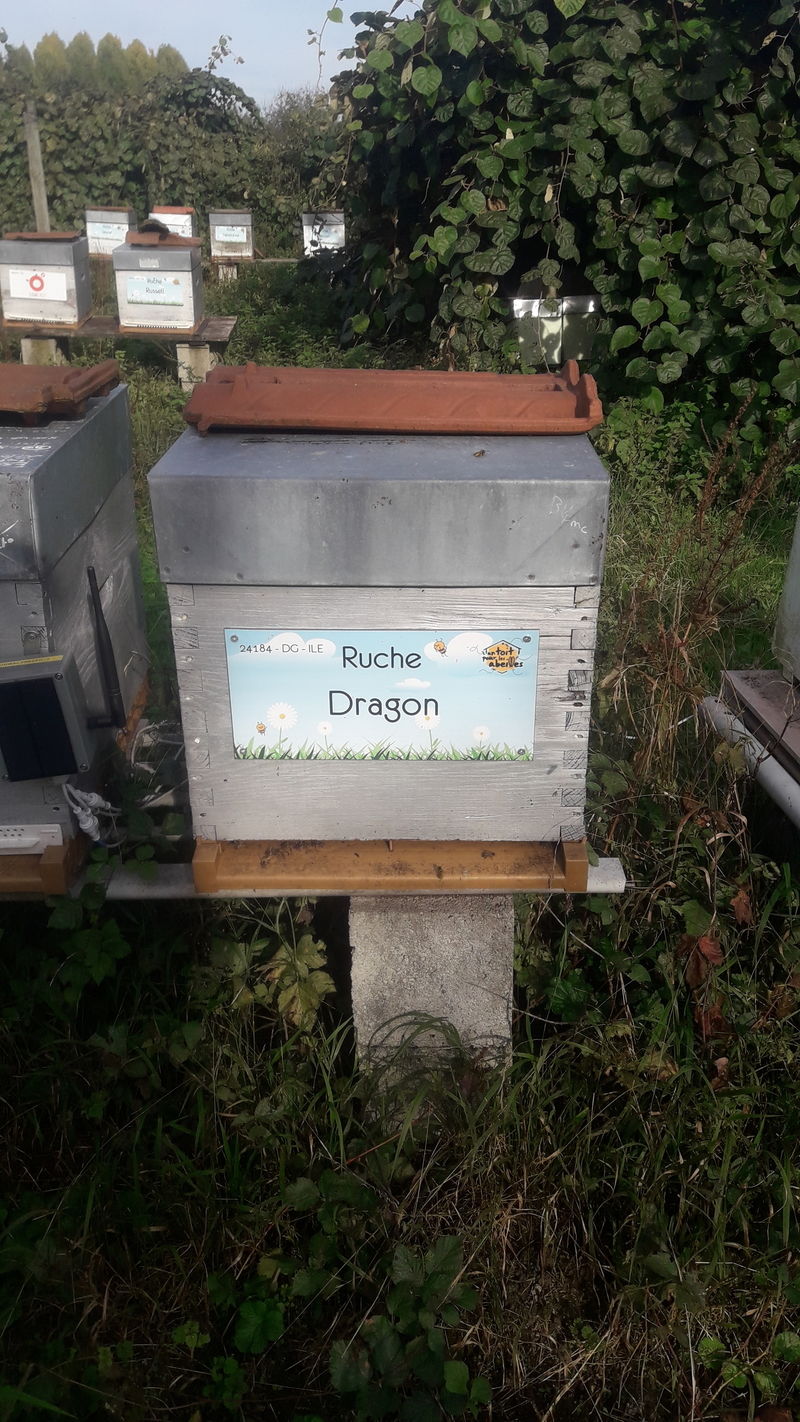 La ruche Dragon