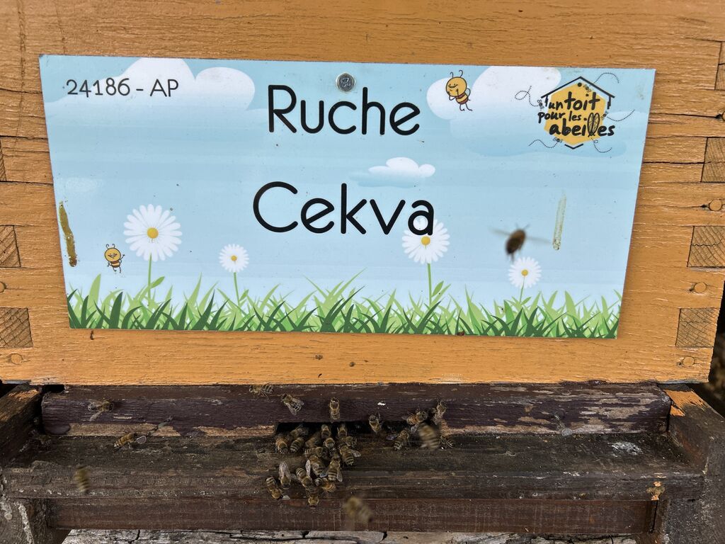 La ruche Cekva