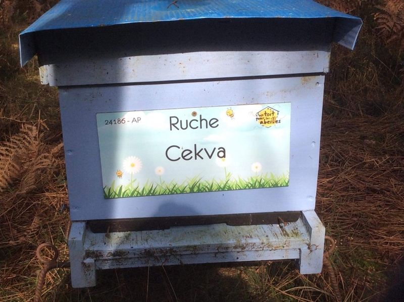 La ruche Cekva