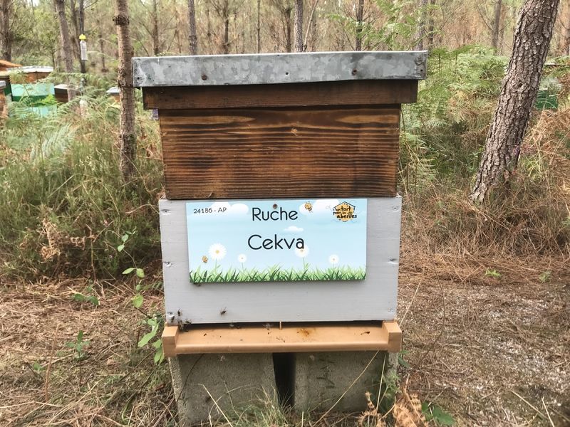 La ruche Cekva