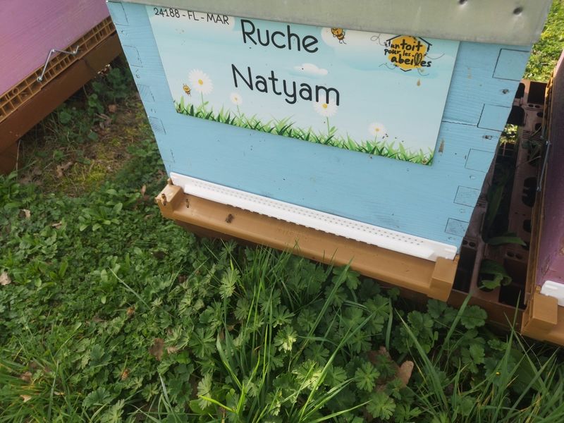 La ruche Natyam