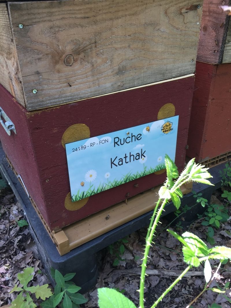 La ruche Kathak