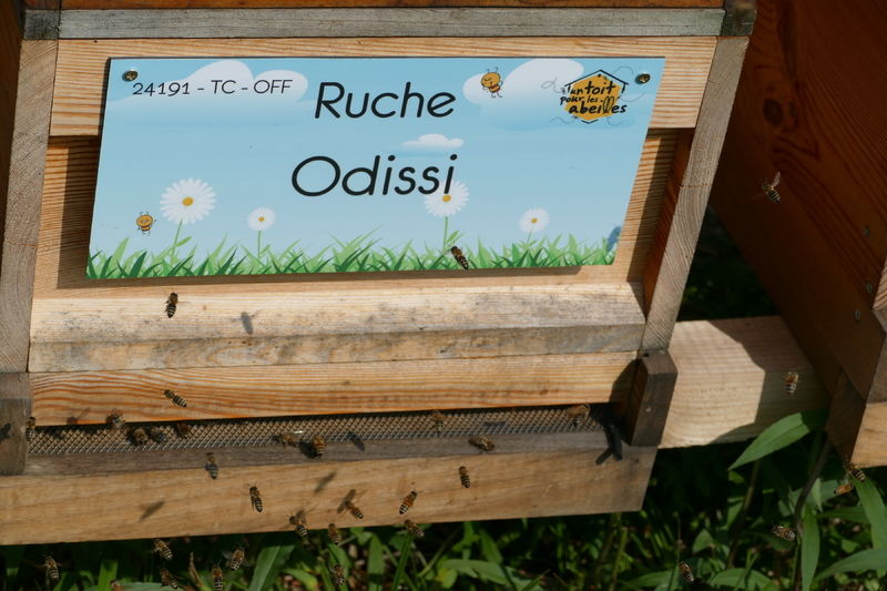 La ruche Odissi