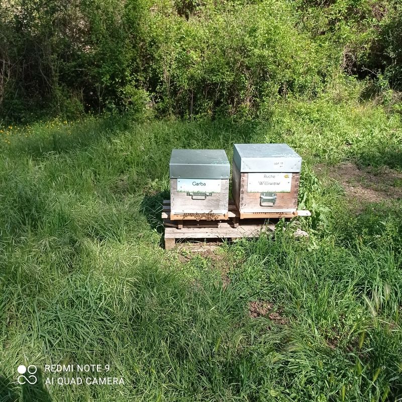 La ruche Garba