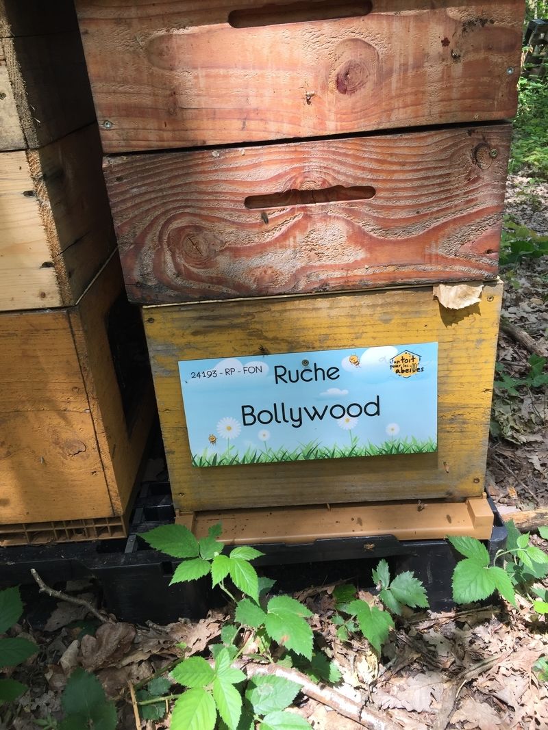 La ruche Bollywood