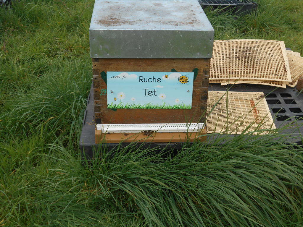 La ruche Tet