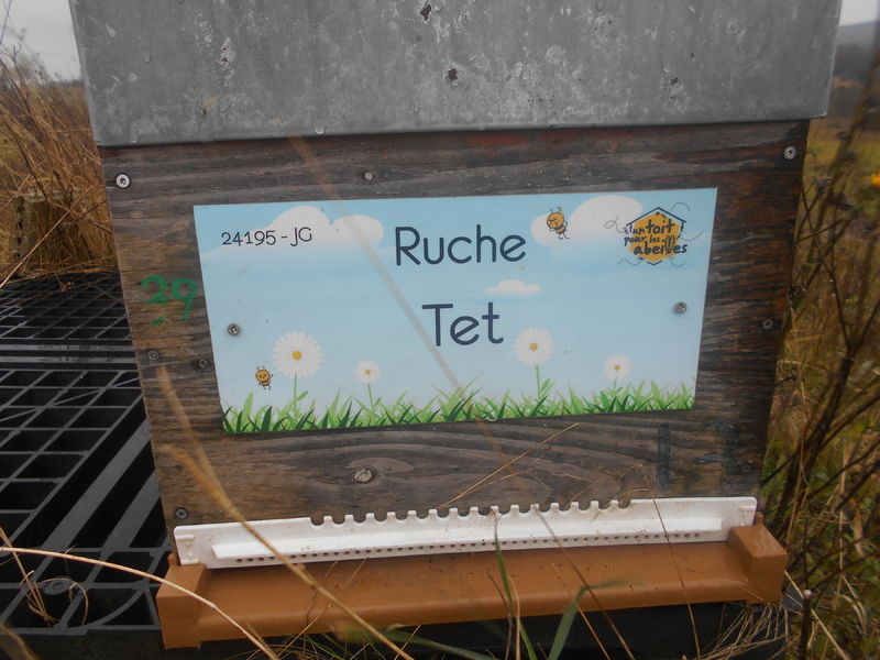 La ruche Tet
