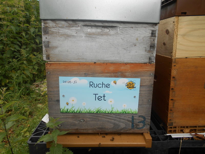 La ruche Tet
