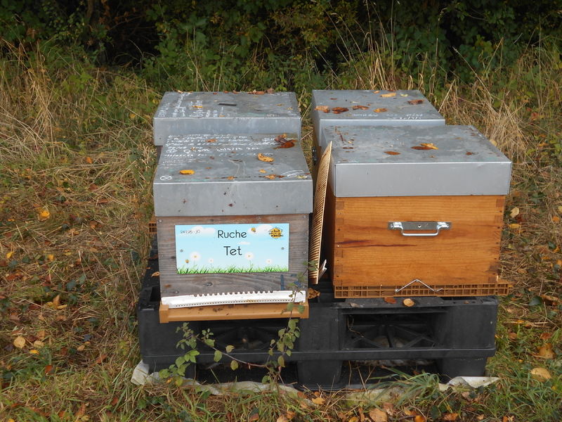 La ruche Tet