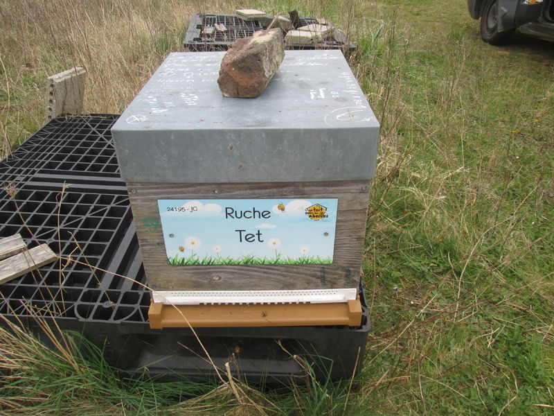 La ruche Tet